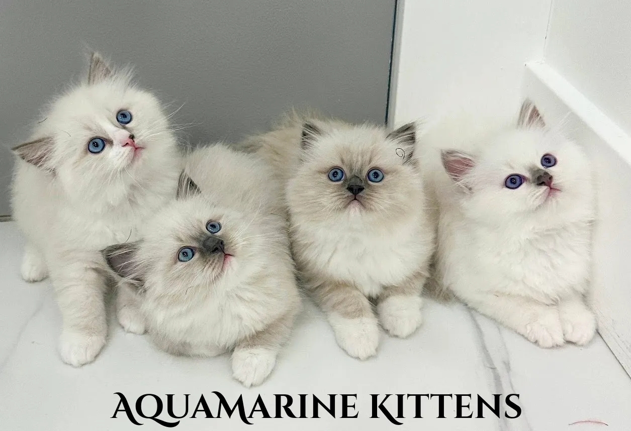 blue mitted ragdoll litter on tiles