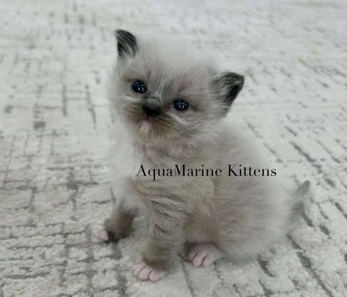 onyx-seal-mitted-ragdoll-kitten-on-carpet onyx-seal-mitted-ragdoll-kitten-on-carpet