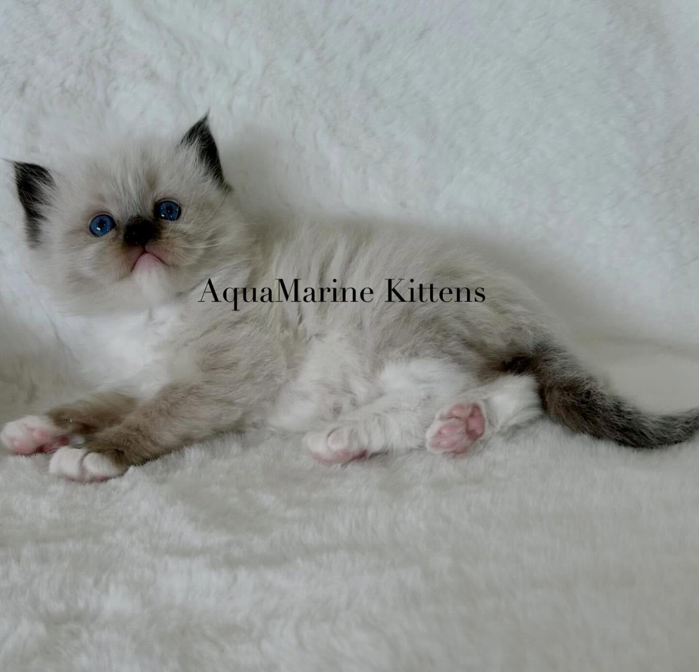 opal-seal-mitted-ragdoll-kitten-on-white opal-seal-mitted-ragdoll-kitten-on-white