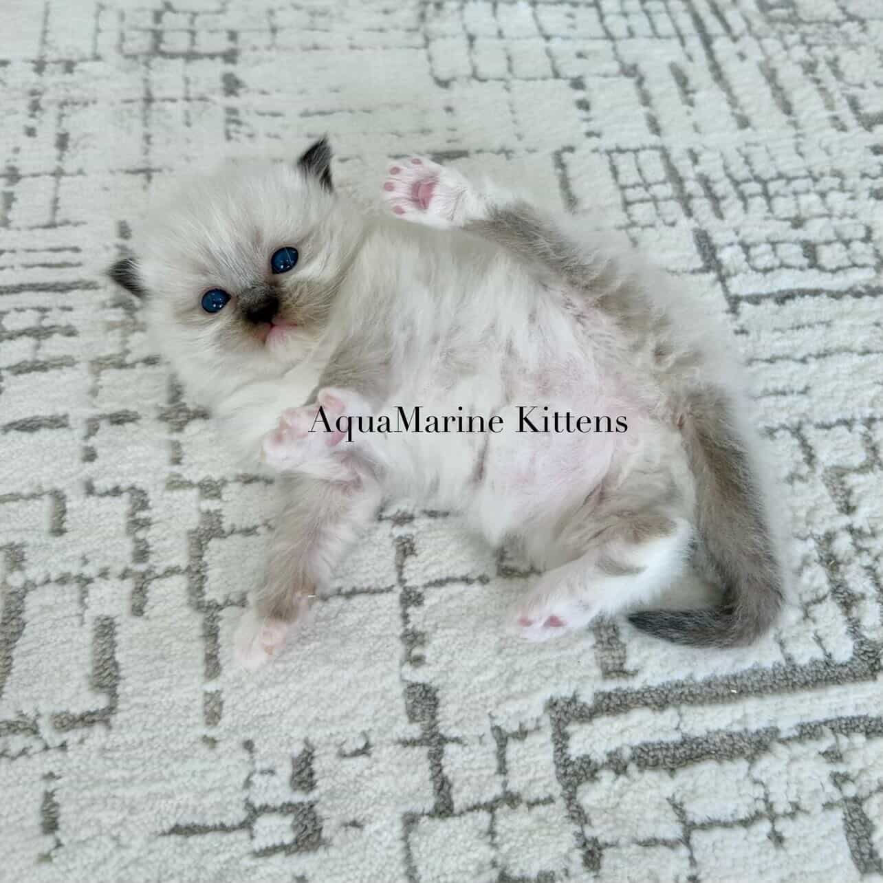 Ragdoll Cat With Litter of Kittens Ragdoll Cat With Litter of Kittens