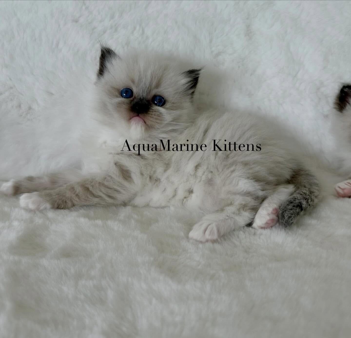 pearl-seal-mitted-ragdoll-kitten-on-white pearl-seal-mitted-ragdoll-kitten-on-white