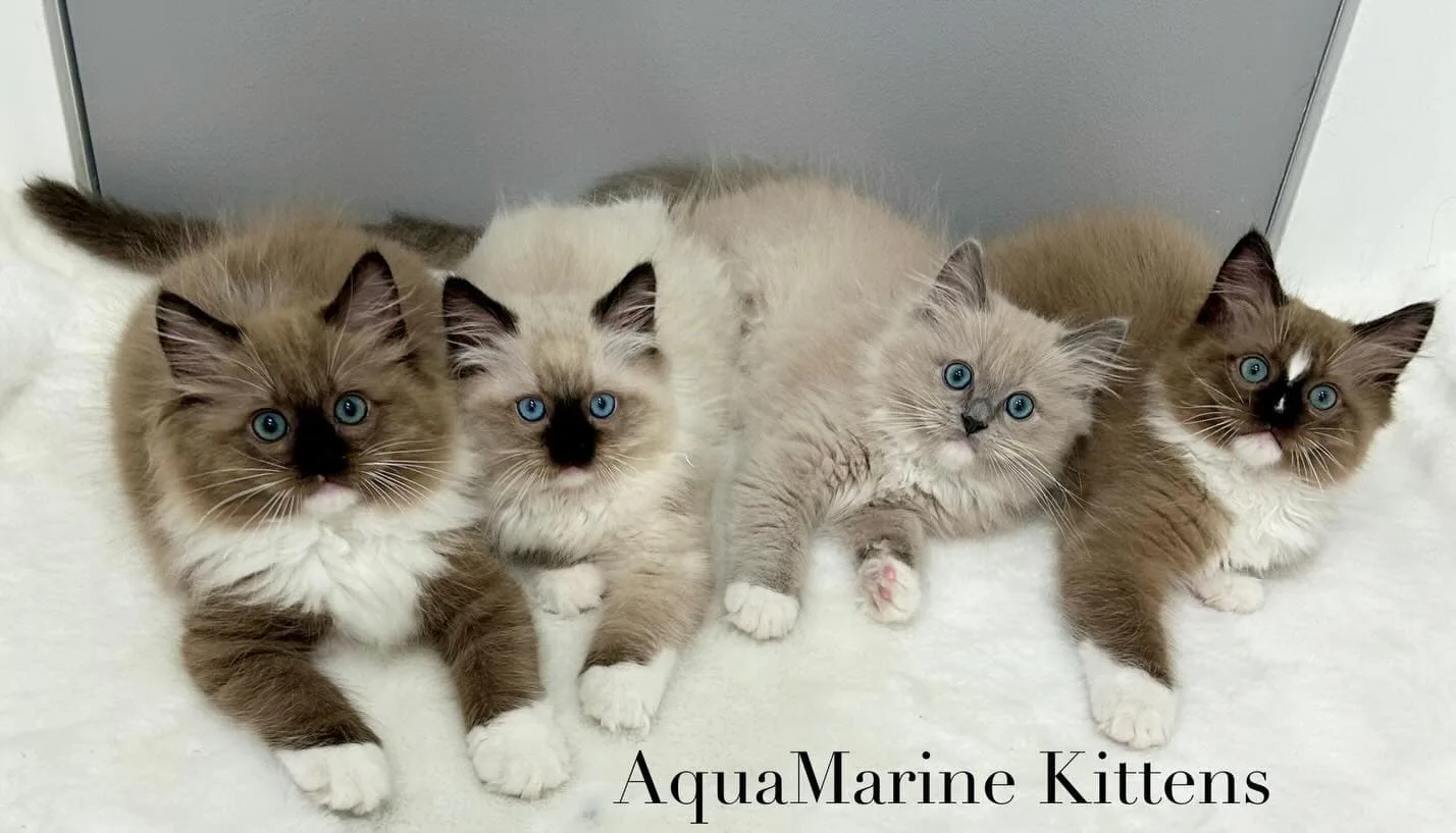 ragdoll cherubim litter looking at camera