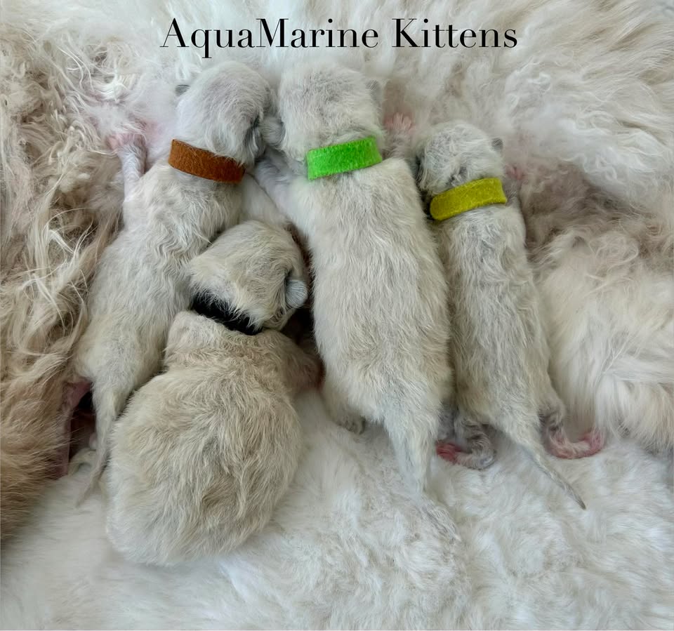 Ragdoll Kittens Nursing