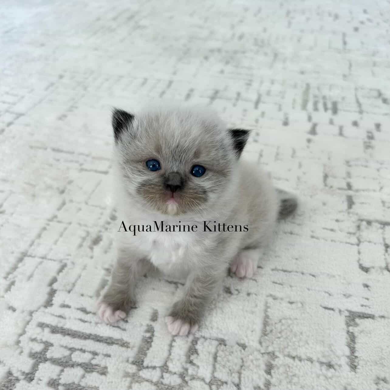 Why Does My Kitten Have Diarrhea — AquaMarine Kittens Guide