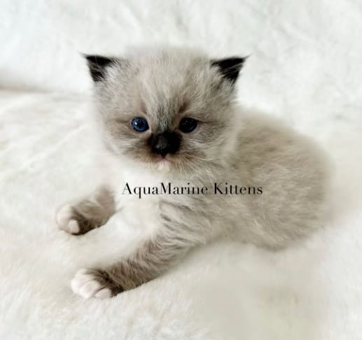 ruby-seal-mitted-ragdoll-kitten-on-white ruby-seal-mitted-ragdoll-kitten-on-white