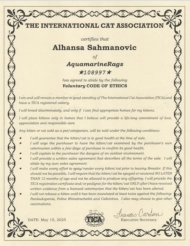 tica code of ethics for a ragdoll cat breeder and cherubim cat breeder