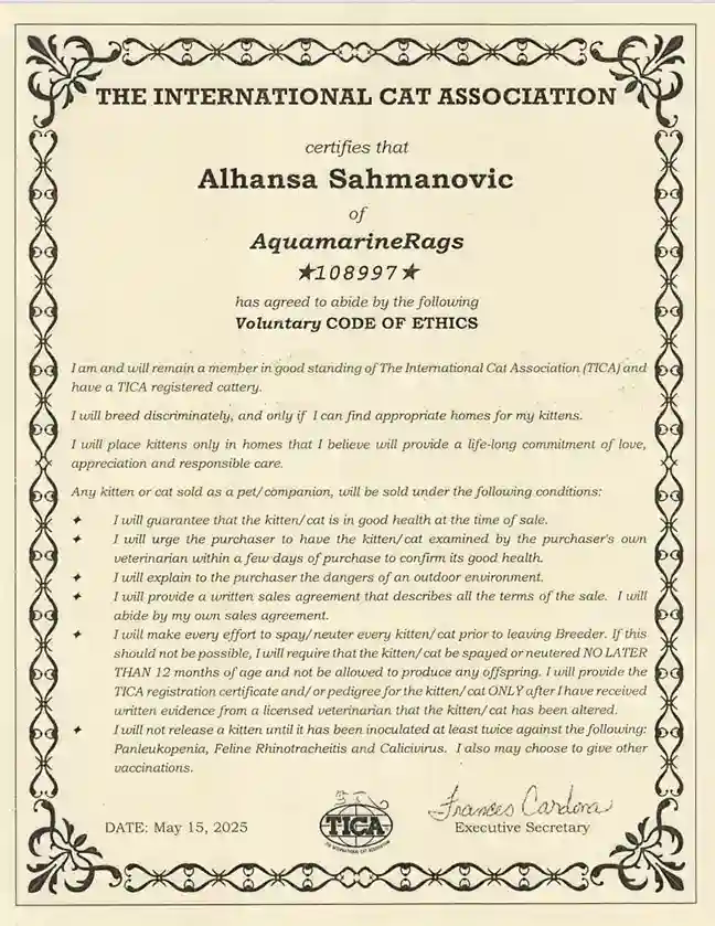 tica code of ethics for a ragdoll cat breeder and cherubim cat breeder