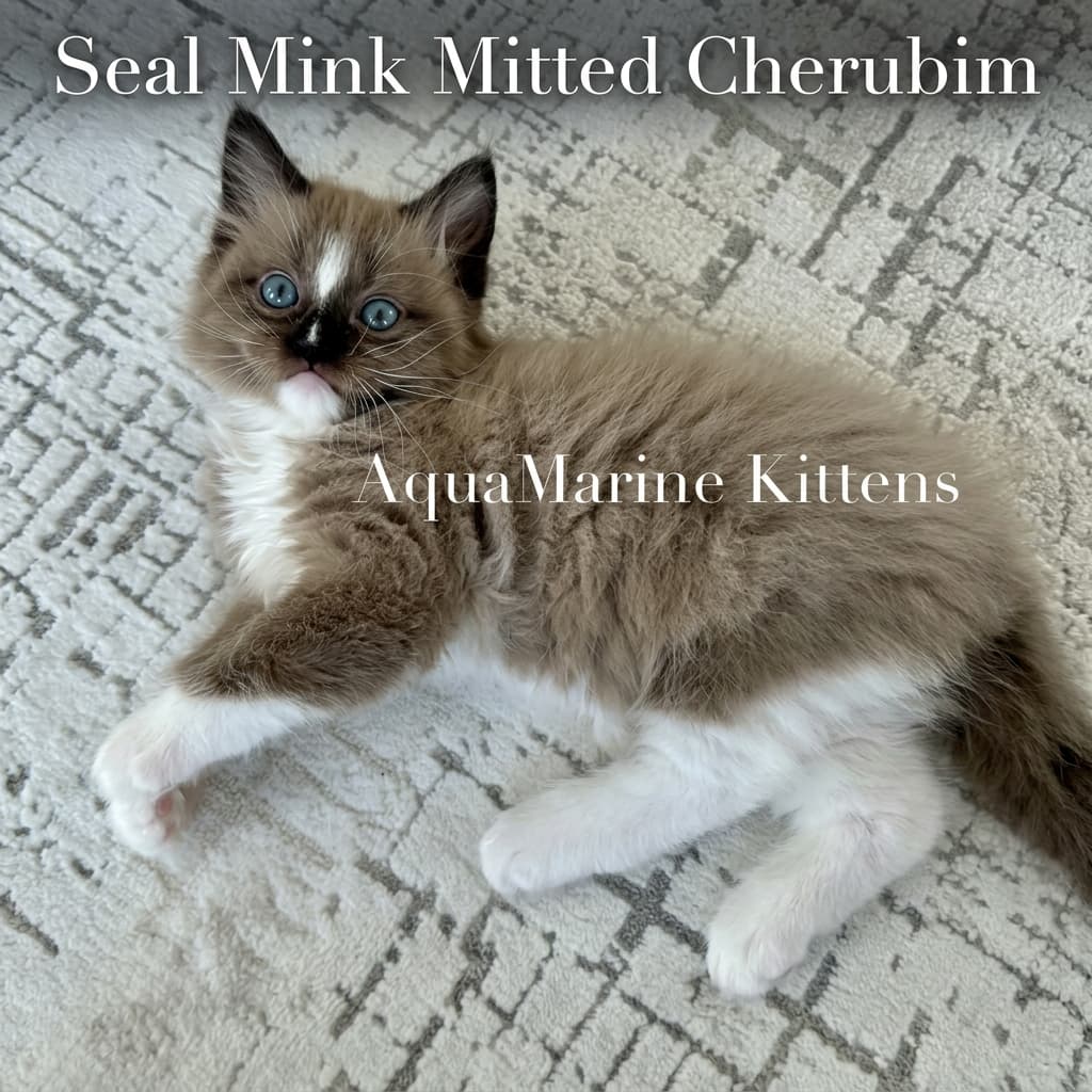 jerry blog seal mink mitted cherubim