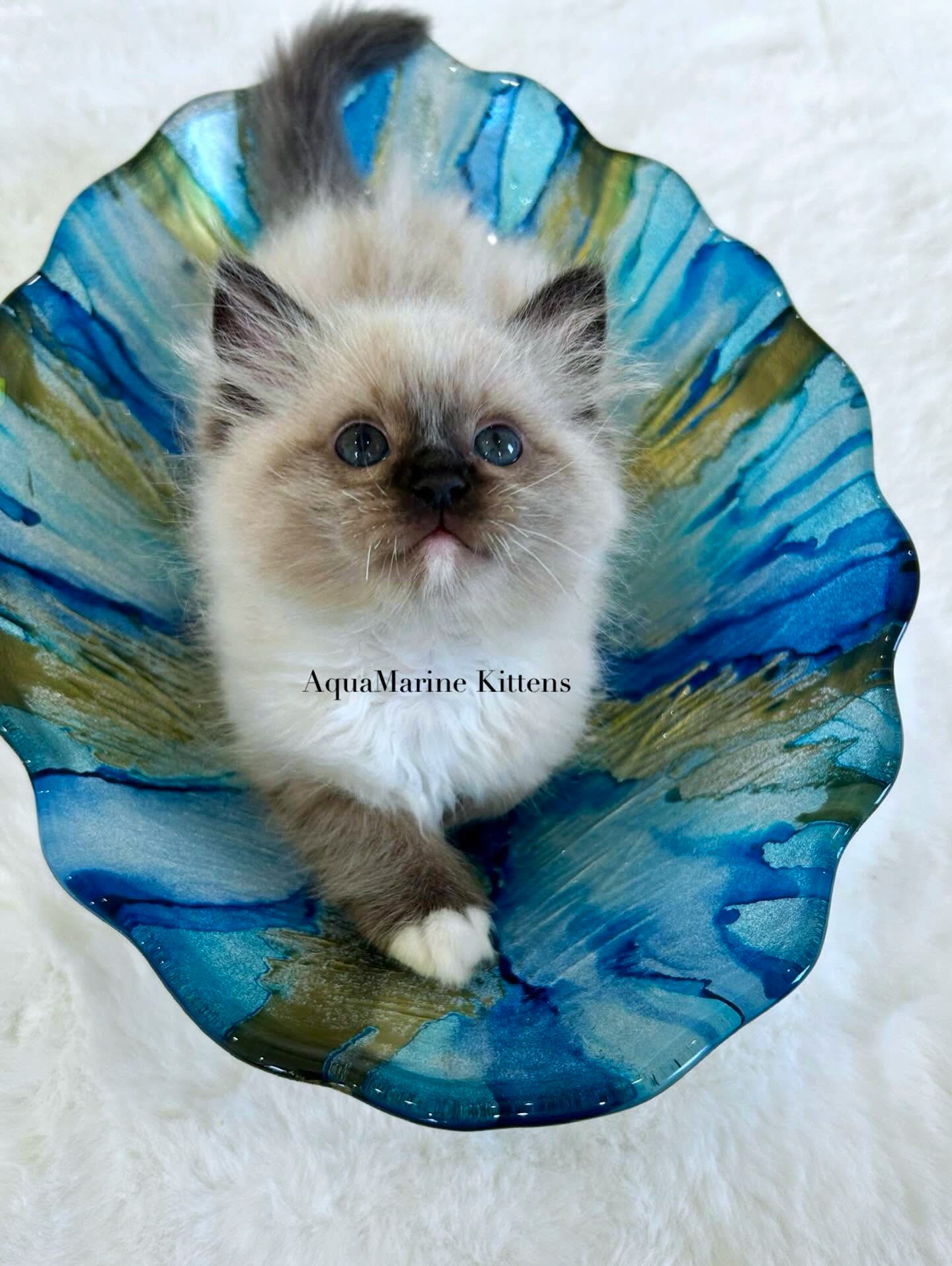 onyx-seal-mitted-ragdoll-kitten-on-carpet