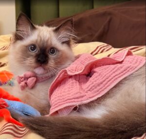 opal ragdoll review 