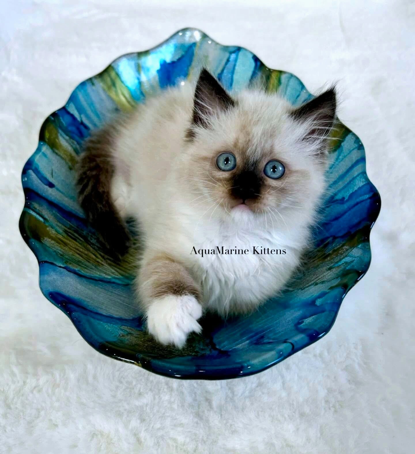 opal seal mitted ragdoll on marble