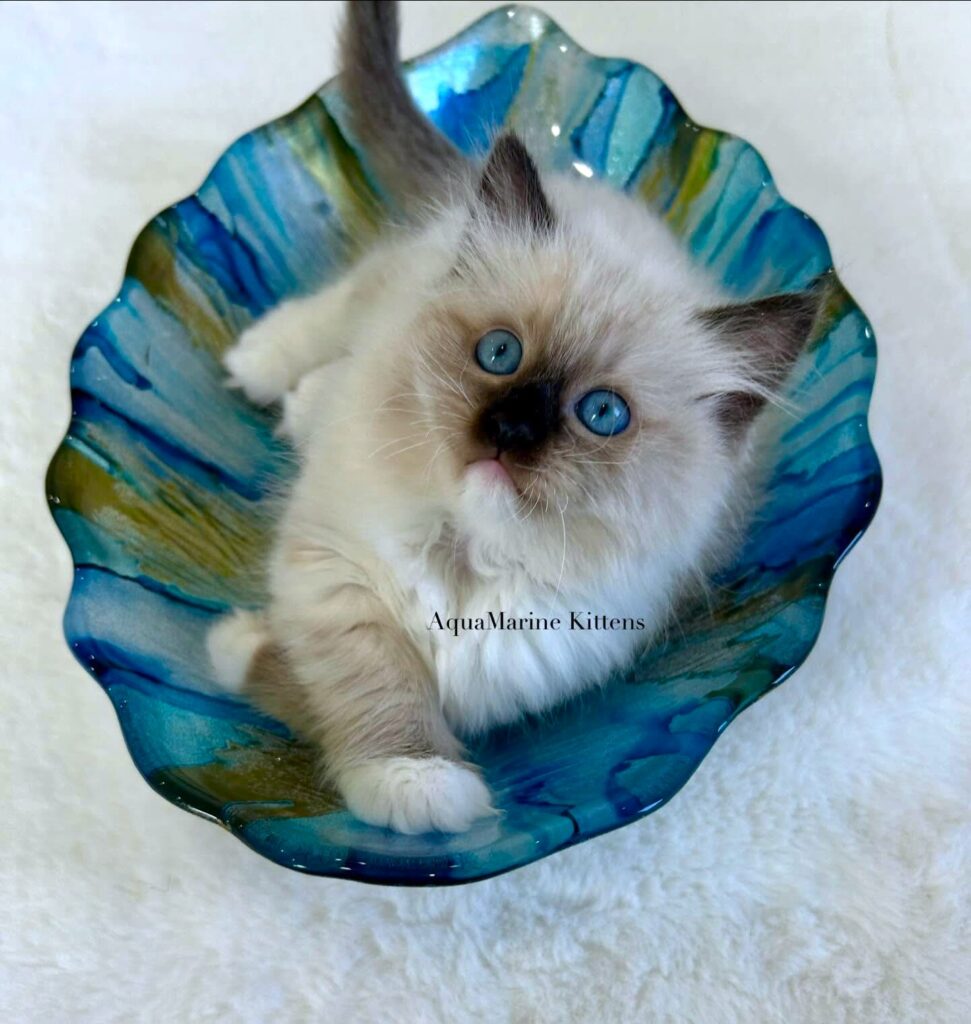 pearl seal mitted ragdoll on marble