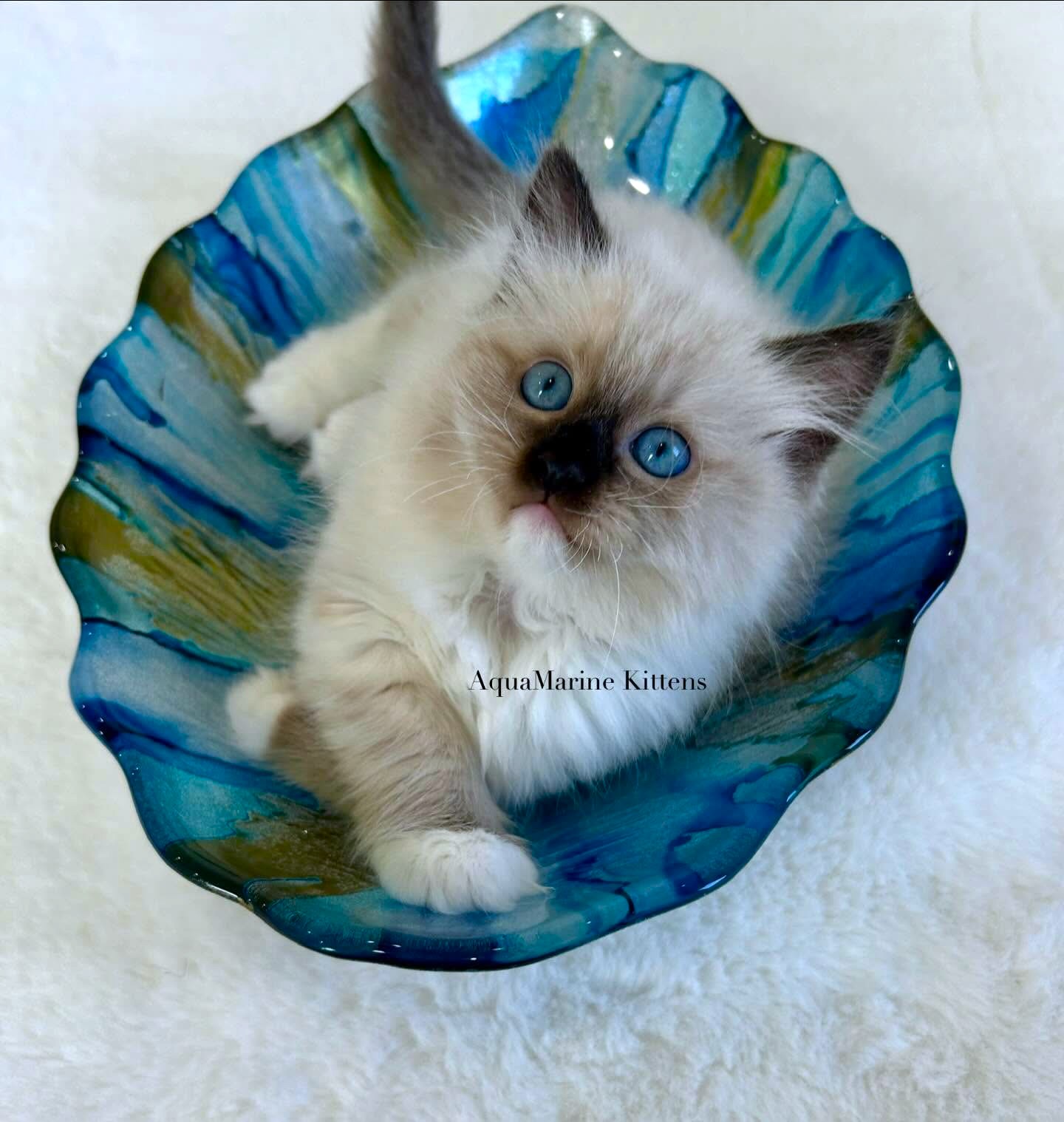 pearl seal mitted ragdoll on marble
