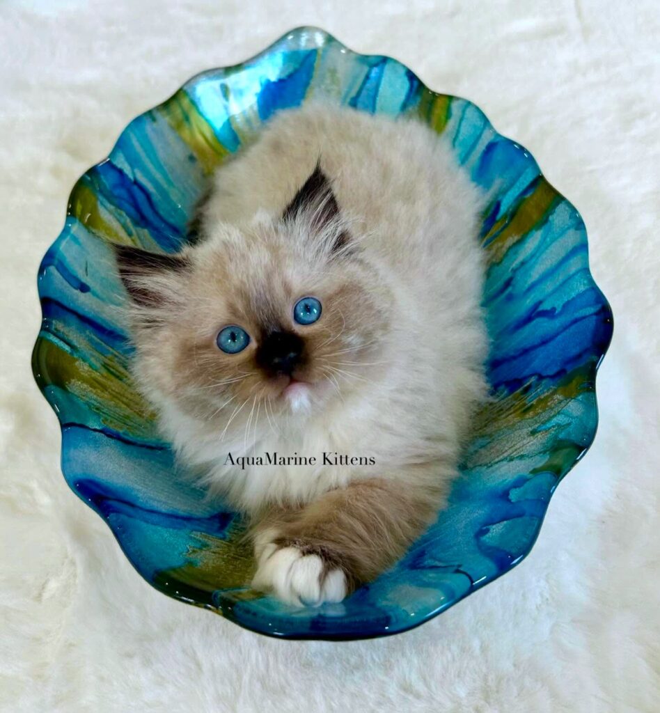 ruby seal mitted ragdoll on marble