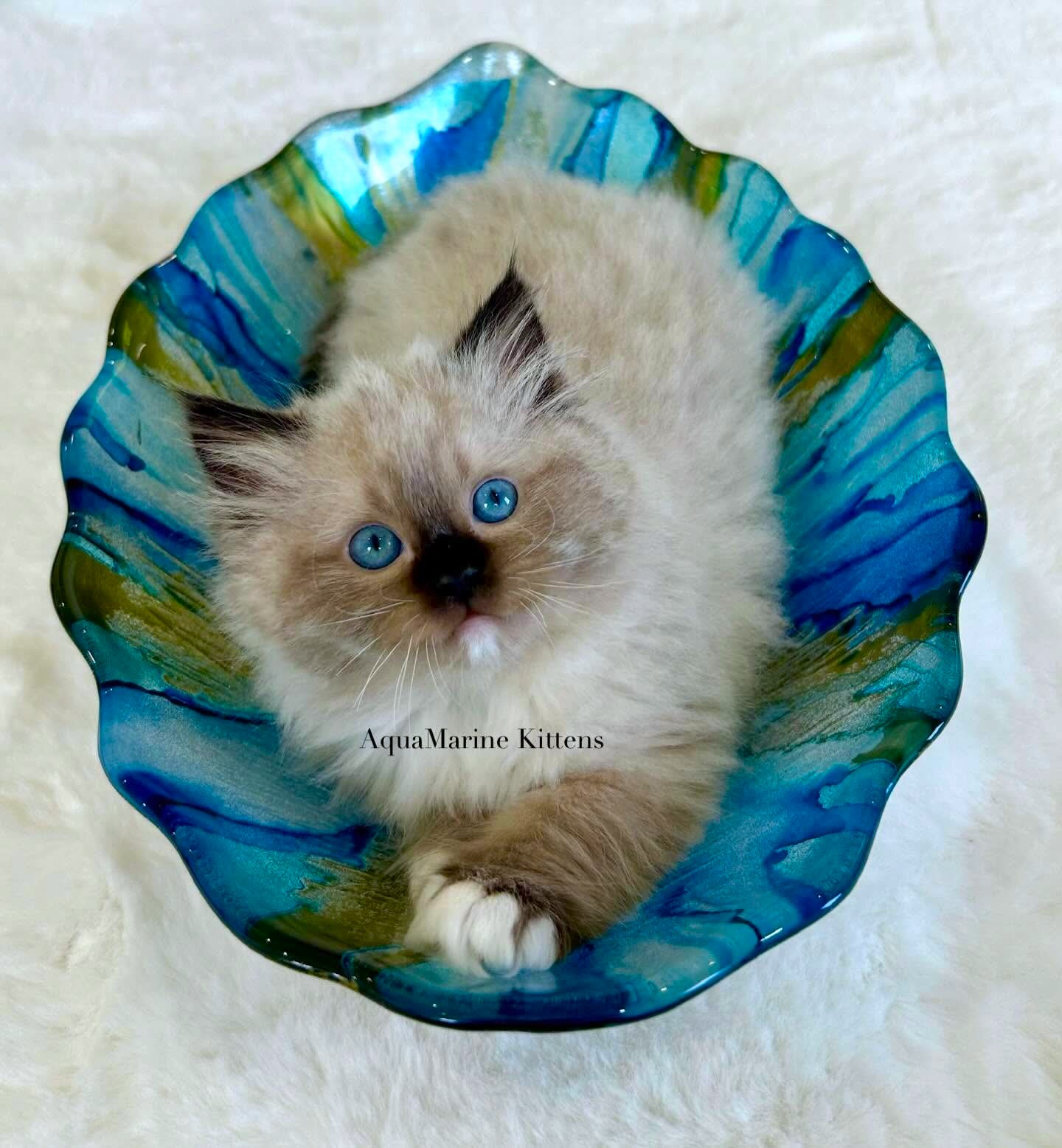 ruby-seal-mitted-ragdoll-on-marble