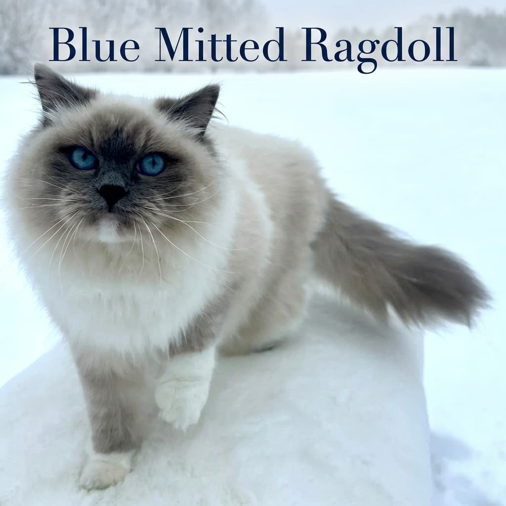 blue mitted ragdoll twinkle - blog image