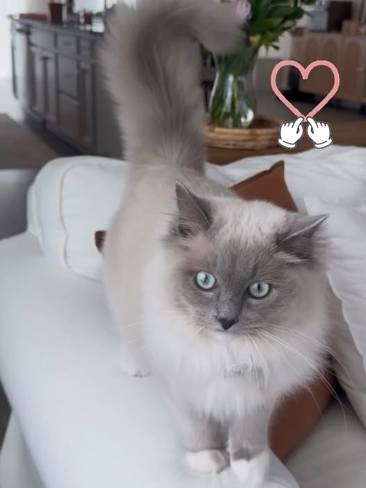 When do Cherubim cats stop growing?