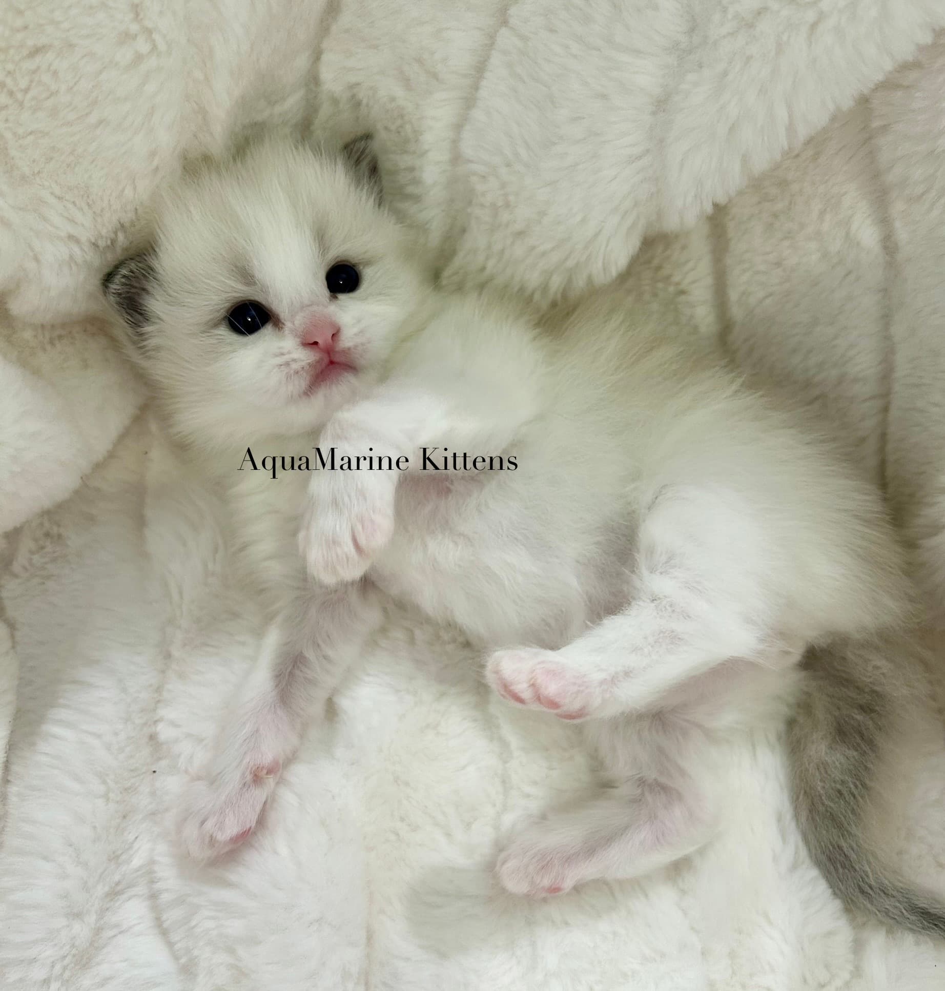 Curly Ragdoll kitten