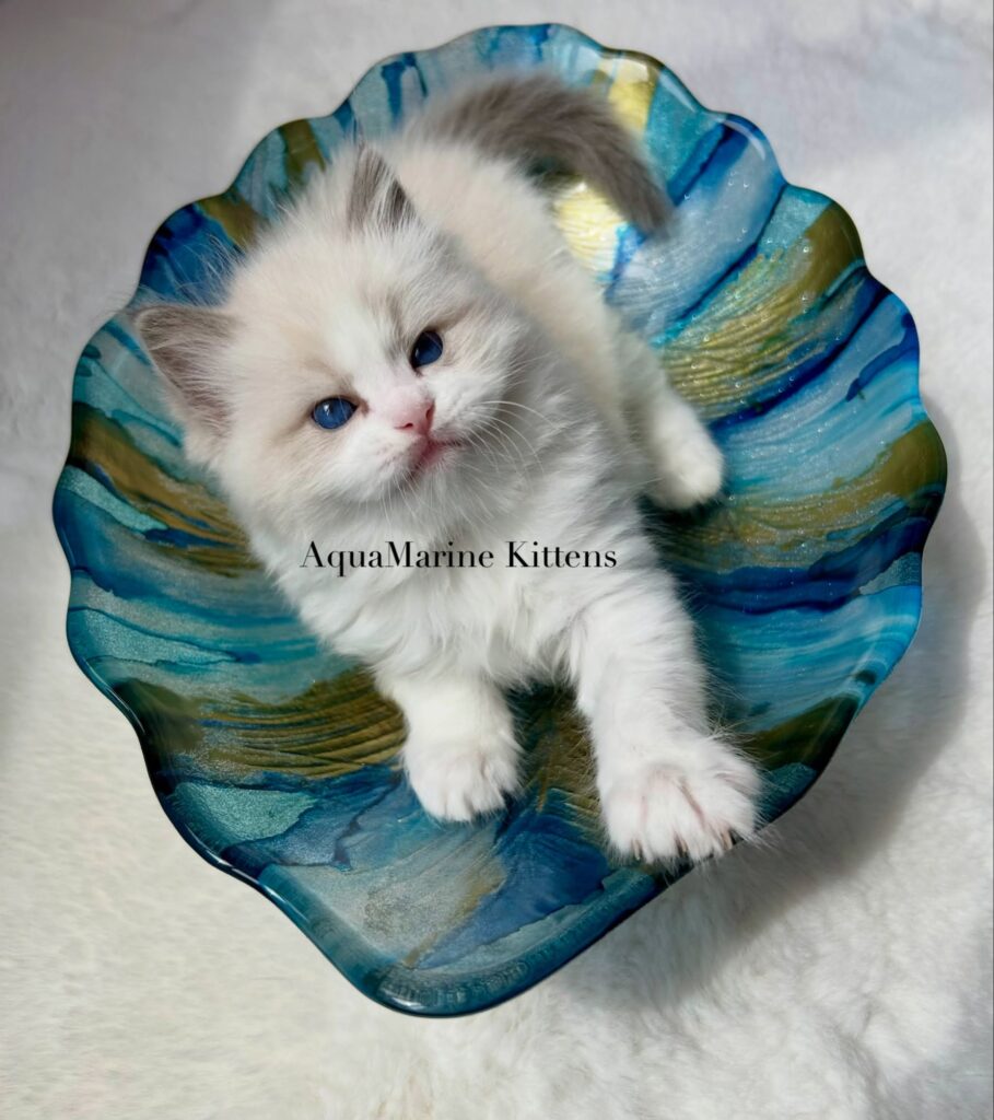 curly blue bicolor ragdoll kitten on blue vase