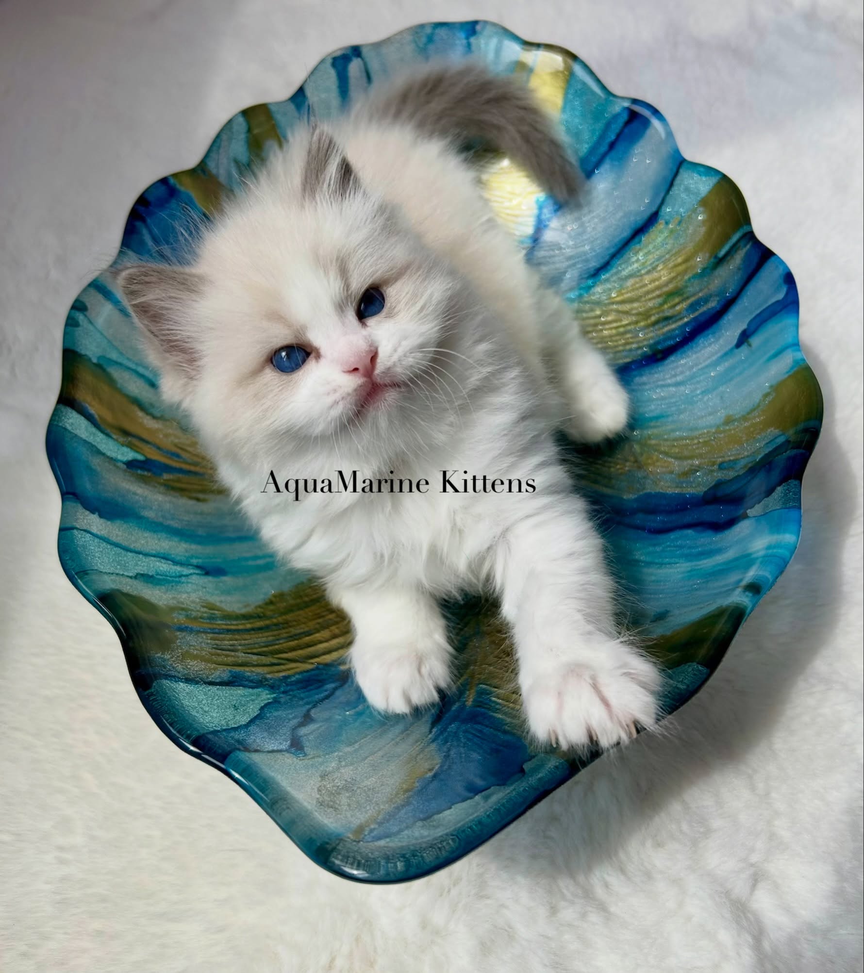 Curly Ragdoll kitten