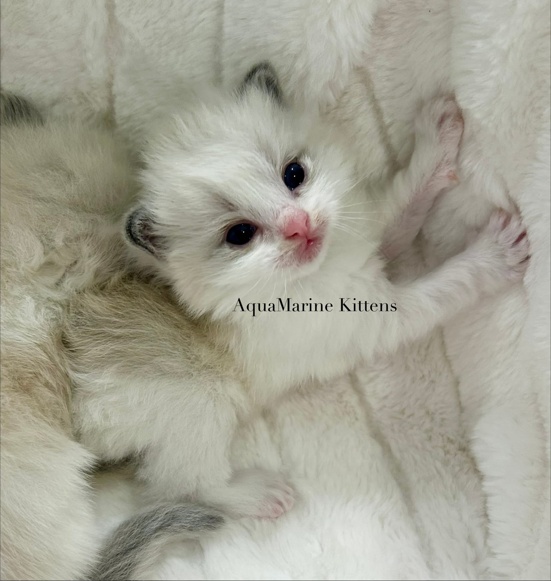 Larry Ragdoll kitten