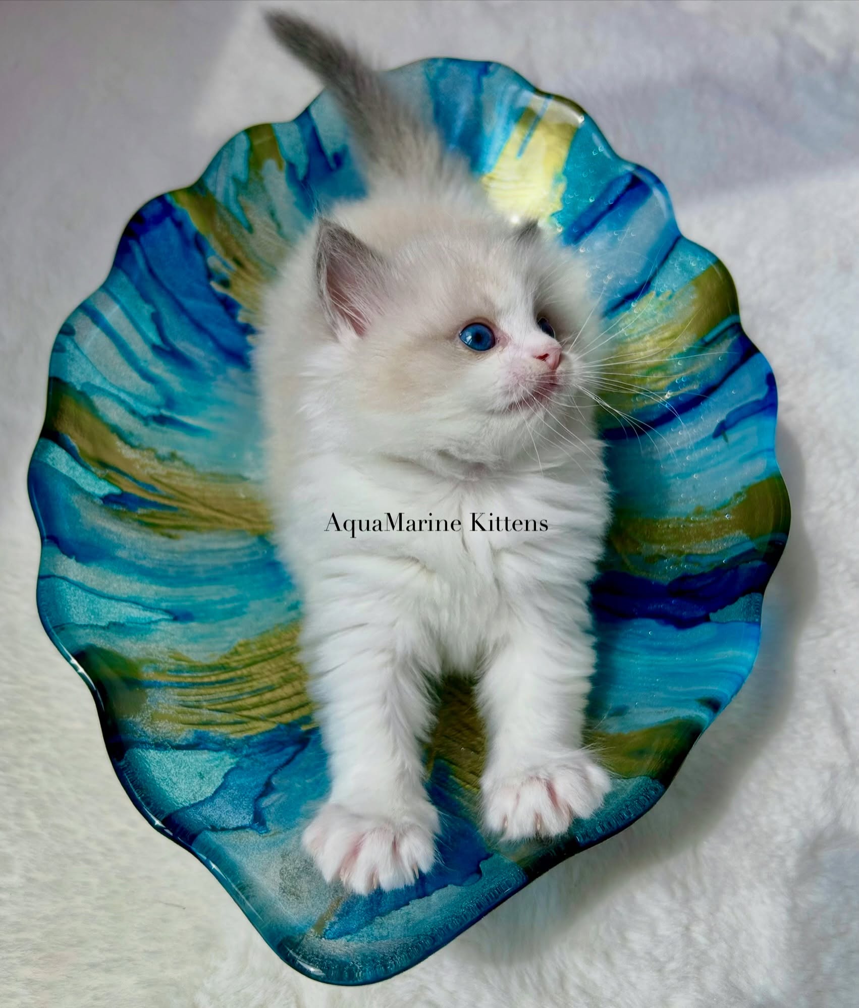 Blue Bicolor Ragdoll kitten from AquaMarine Kittens Virginia — Larry