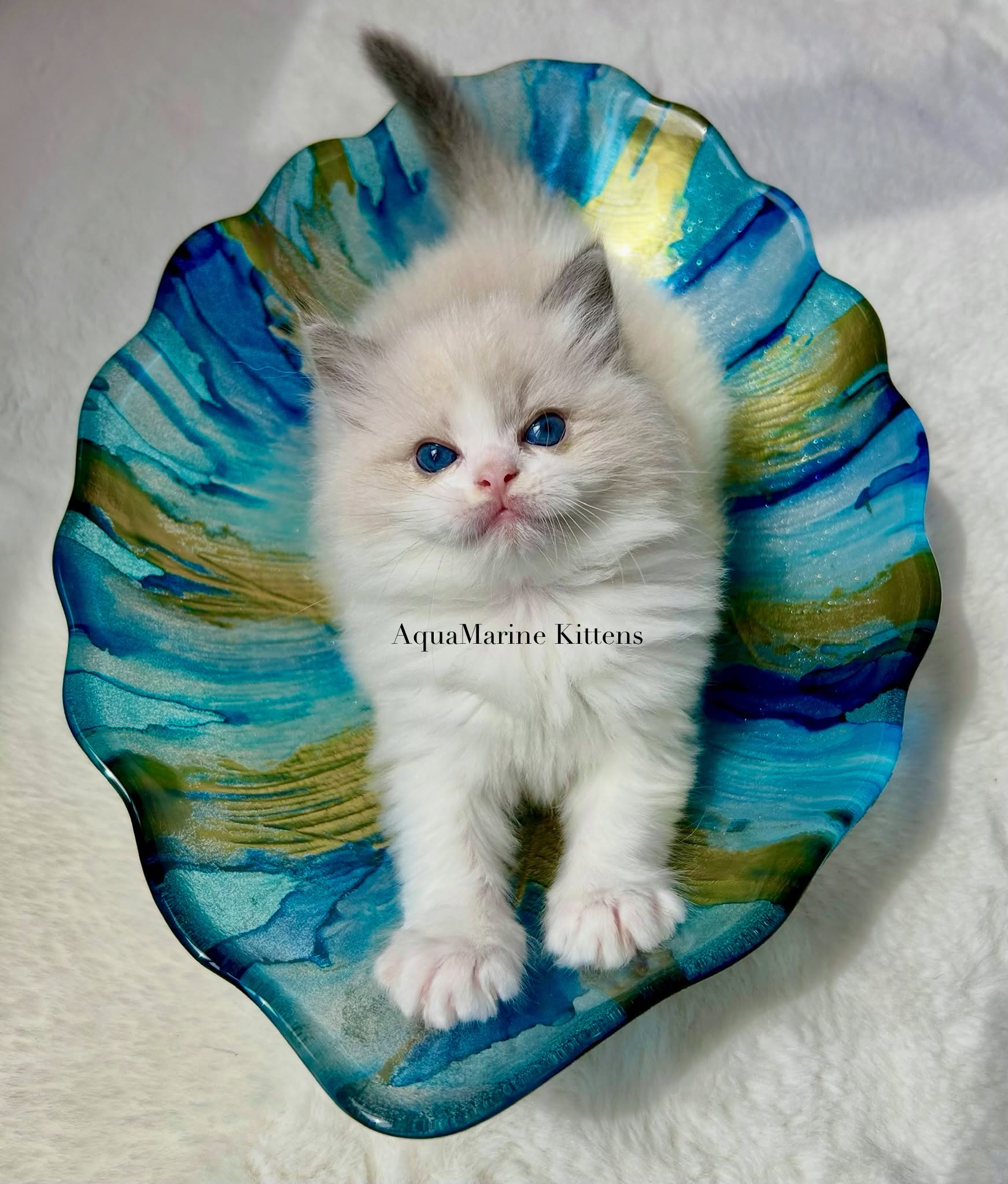 Larry Ragdoll kitten