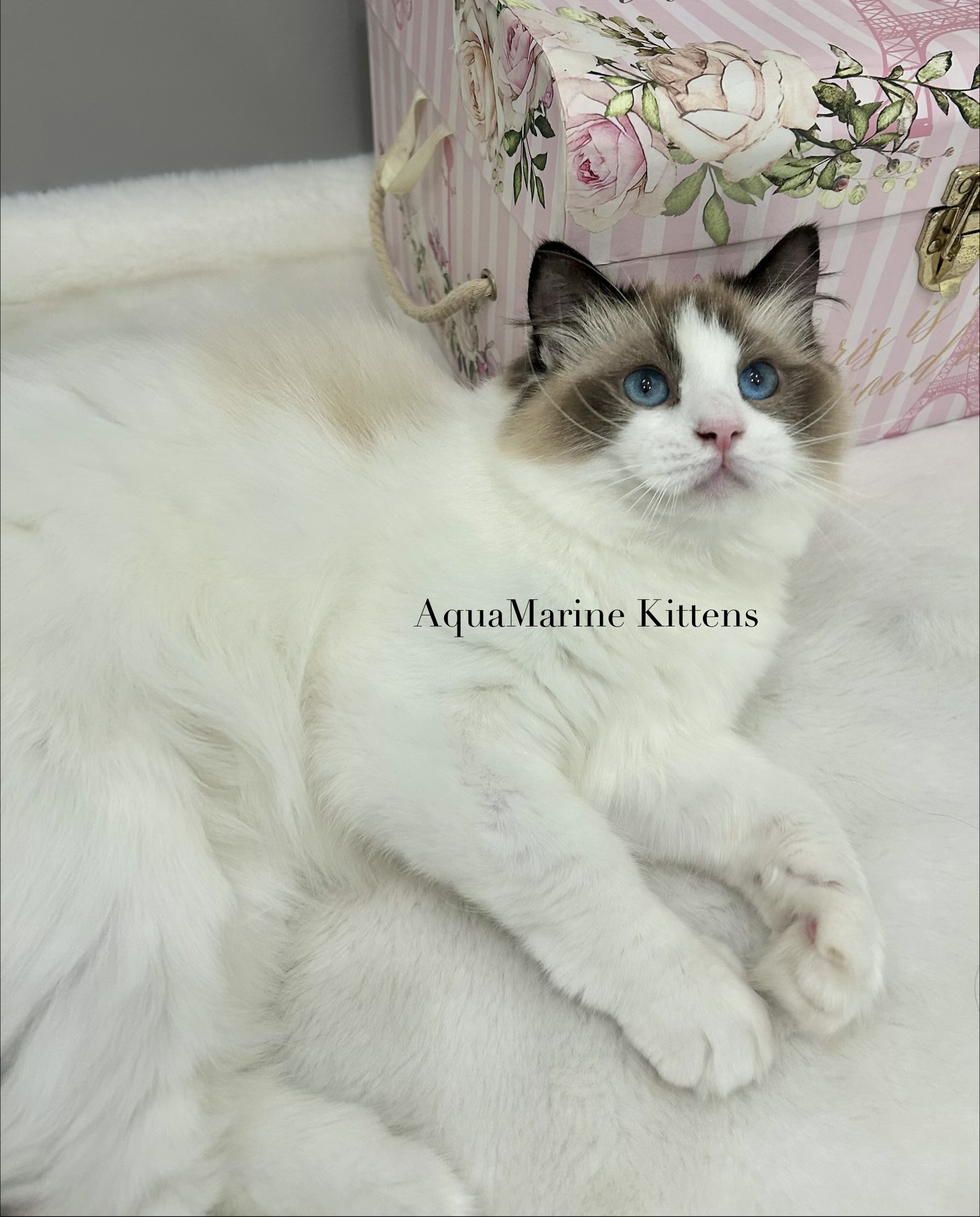 Masha - Seal Bicolor Ragdoll Queen