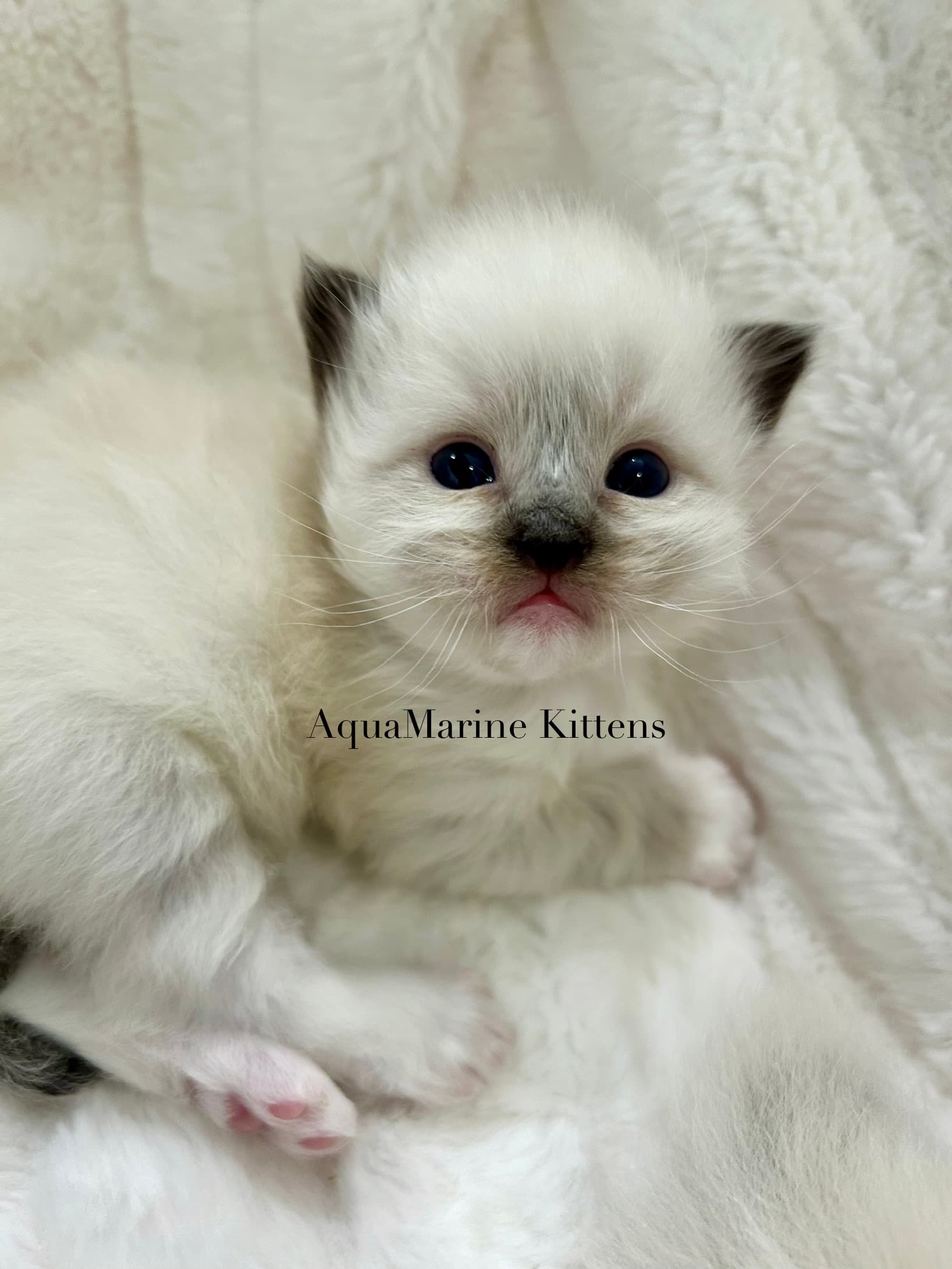 Moe Ragdoll kitten