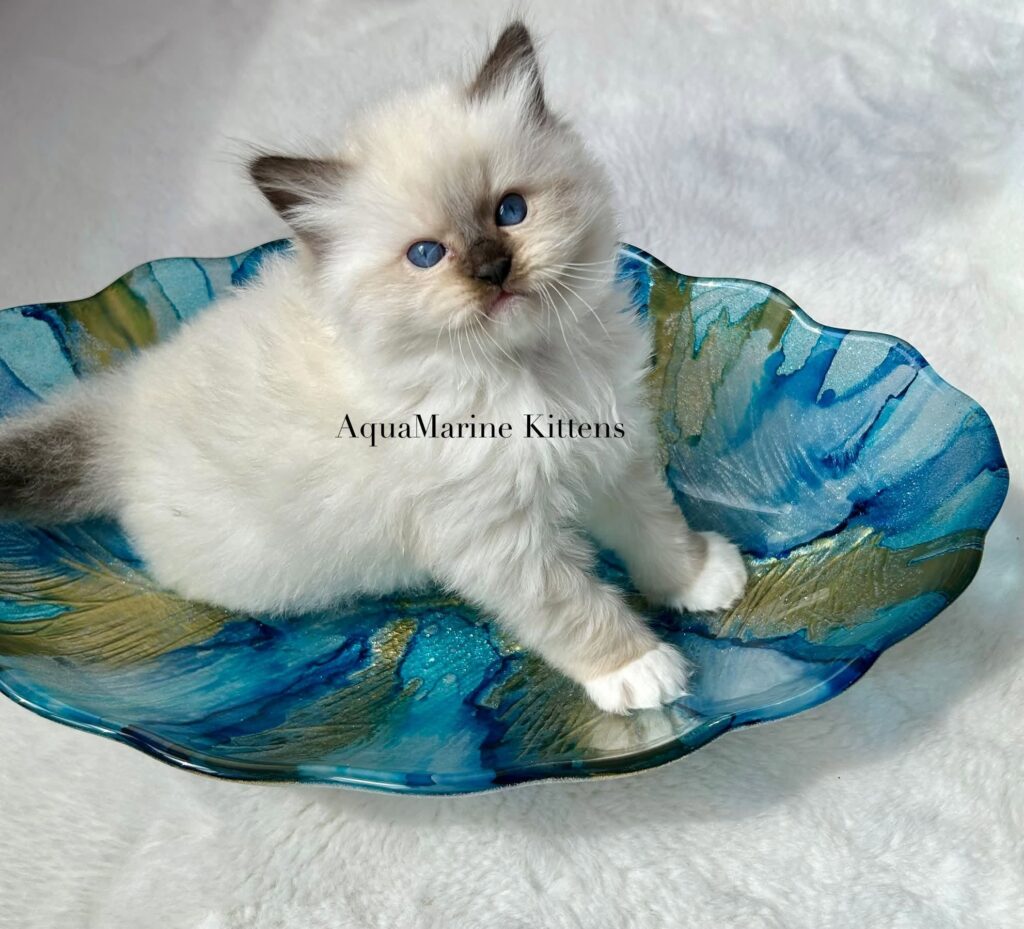 moe seal mitted ragdoll kitten on blue vase