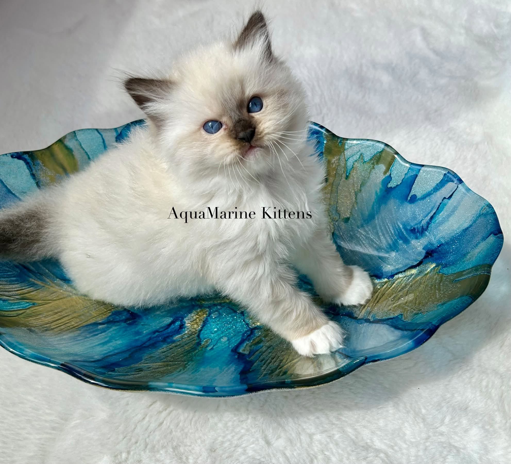 Moe Ragdoll kitten