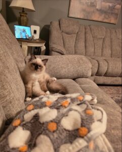 onyx on couch