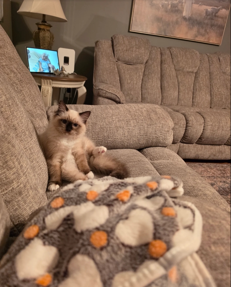 Onyx — Ragdoll kitten already relaxed on the couch on day one — AquaMarine Kittens Virginia