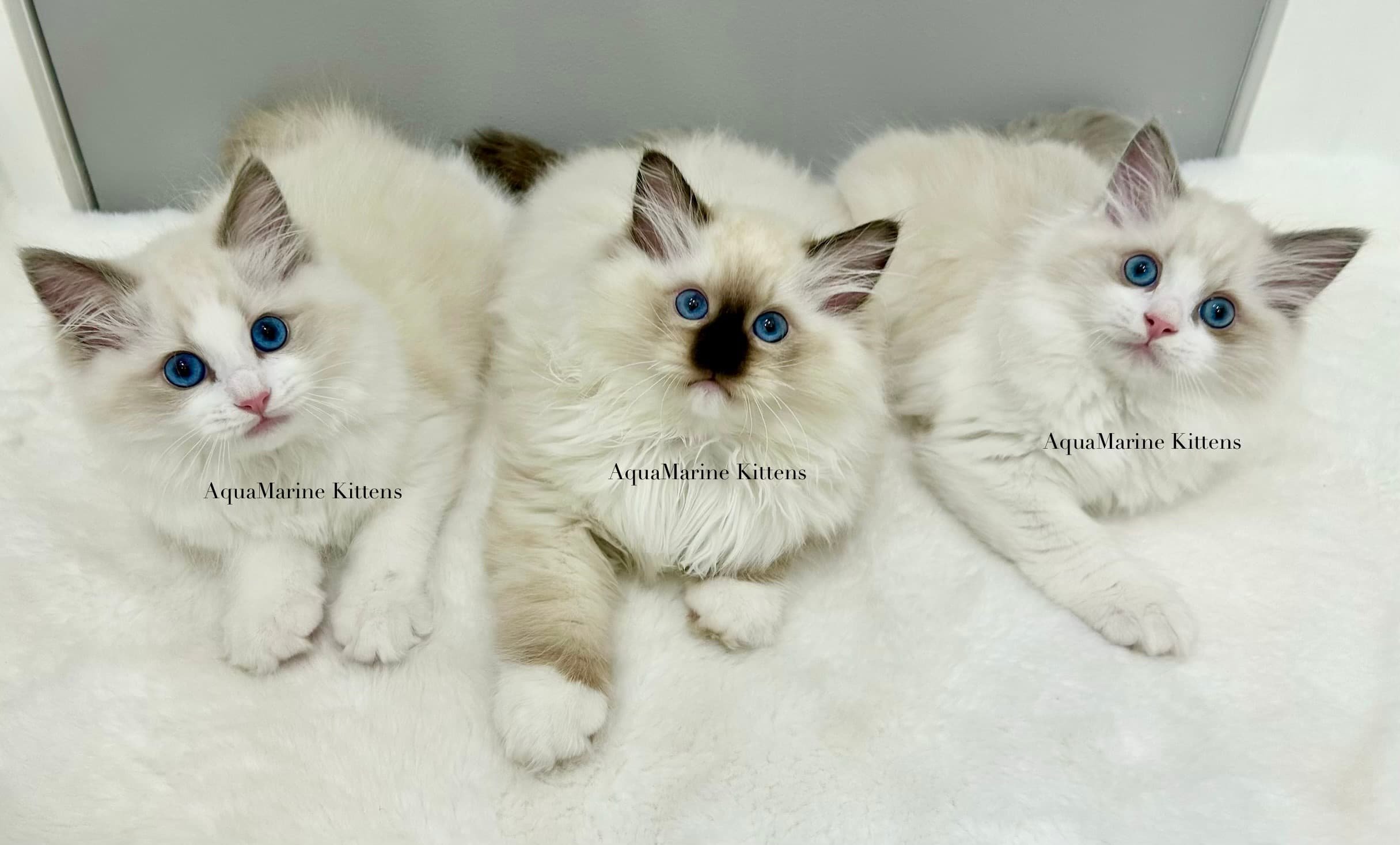 seal mitted ragdoll & blue bicolor ragdoll on tiles