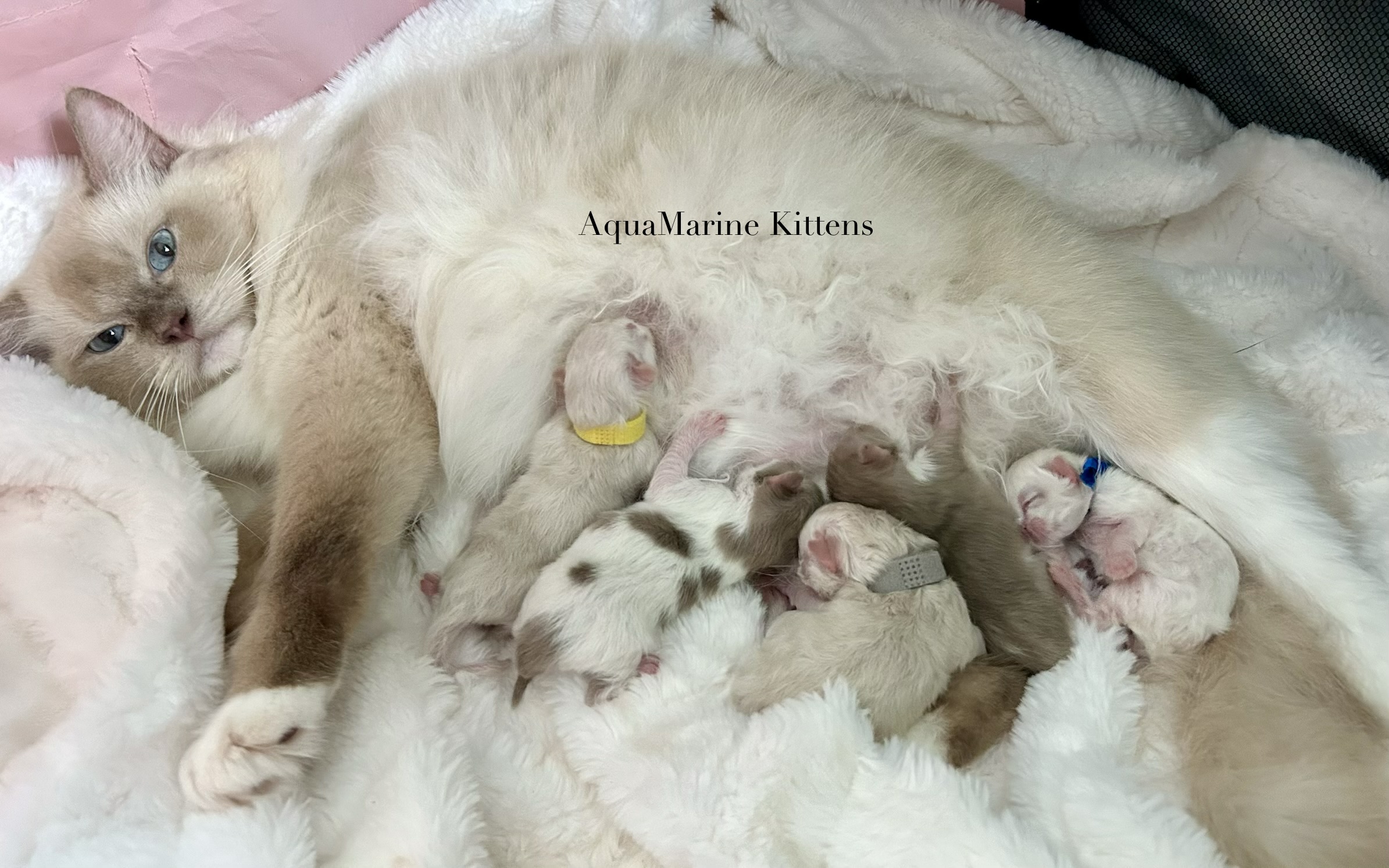 Mocha and Aslan Cherubim and Ragdoll kitten litter