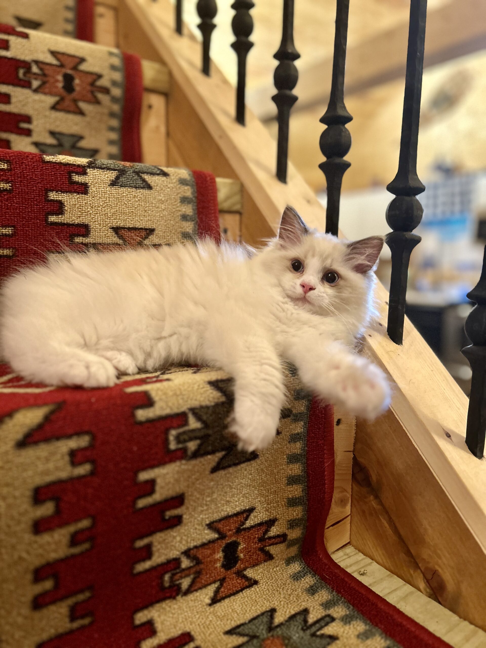 Larry Ragdoll kitten