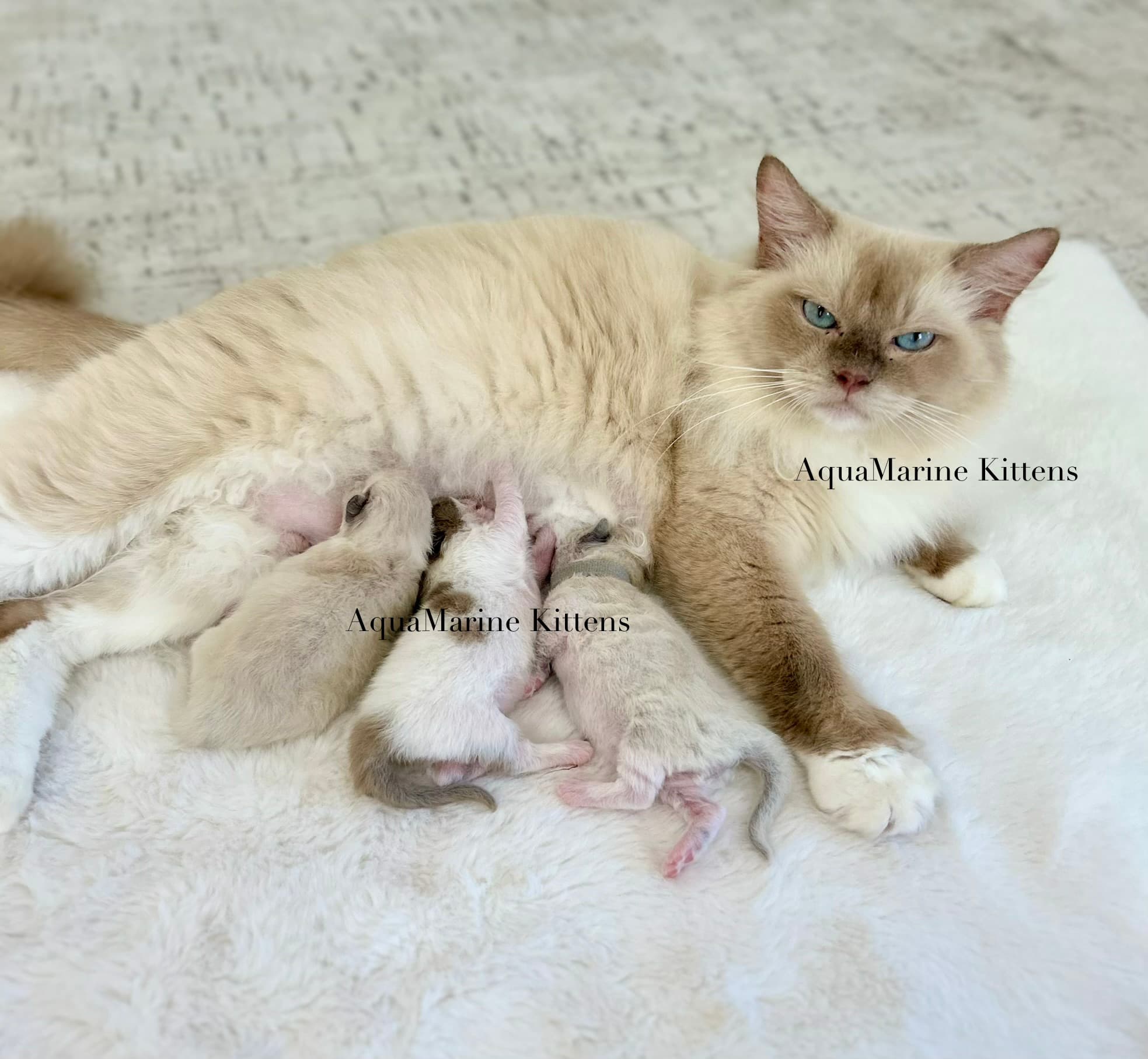 Mocha and Aslan Cherubim and Ragdoll kitten litter