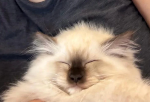 Home moe with lady