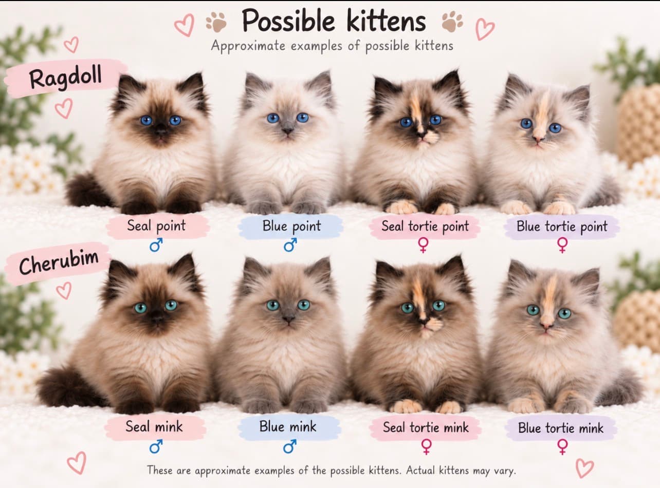 Possible Ragdoll and Cherubim kitten colors for our mid-November litter