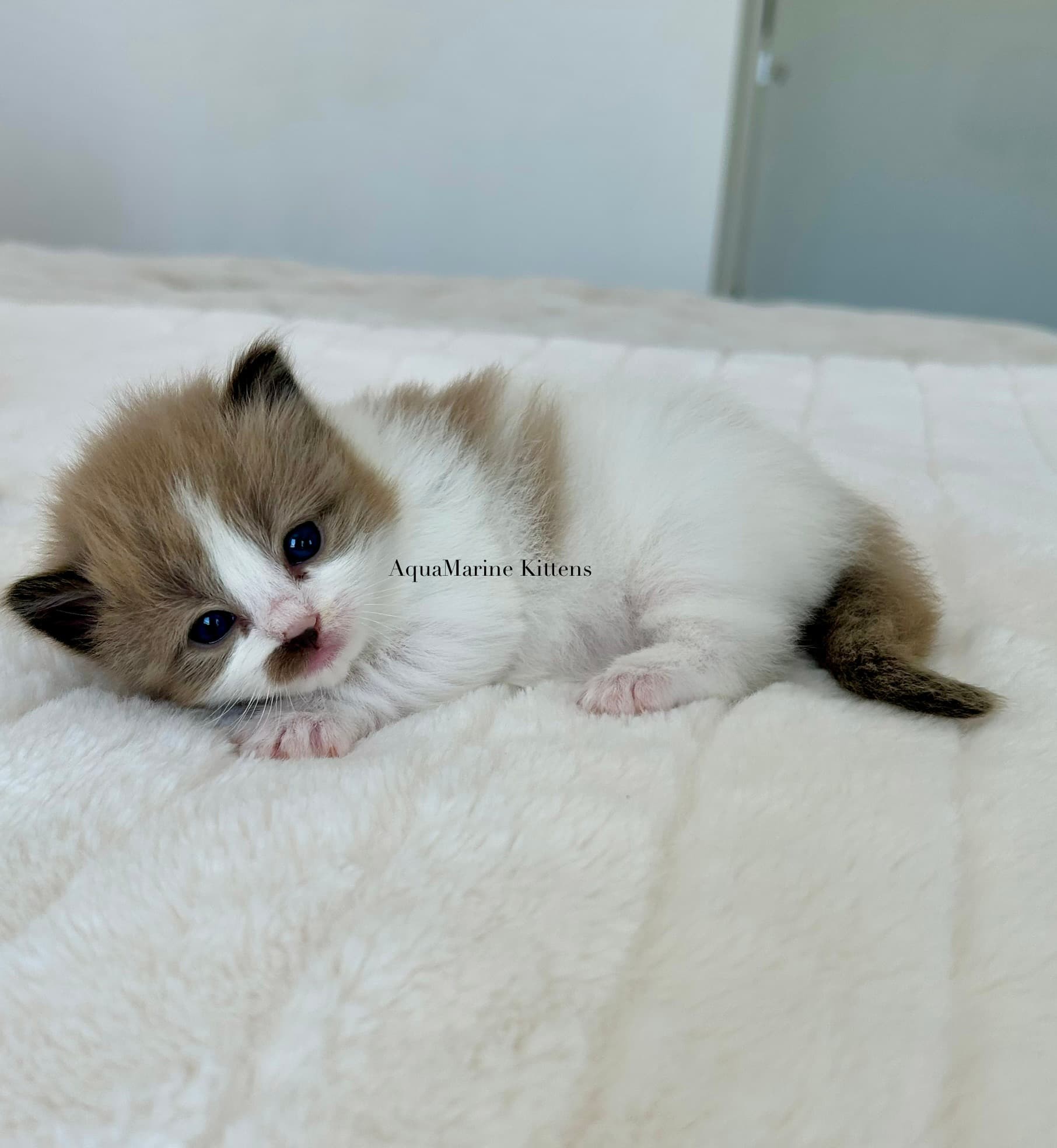 Bambi Cherubim kitten