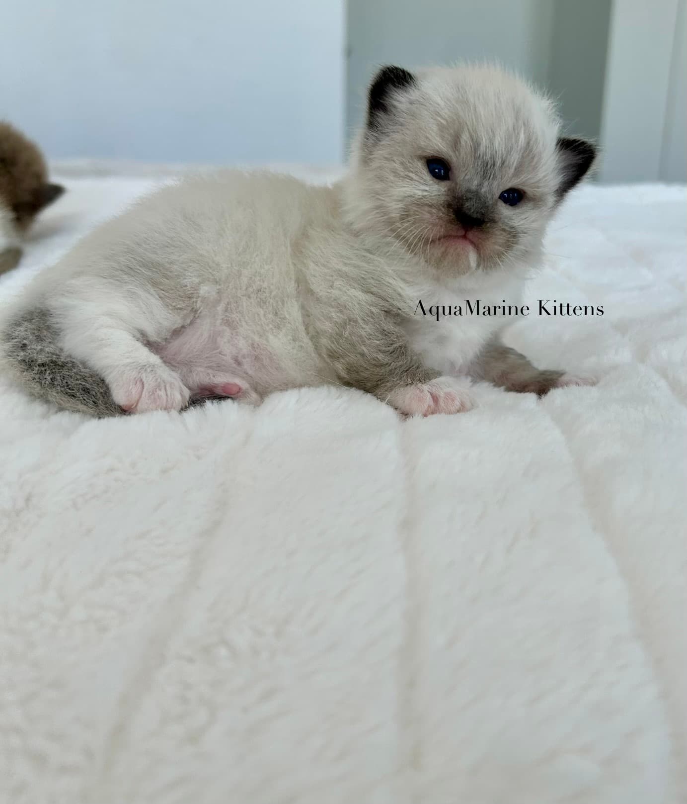 Larry Ragdoll kitten