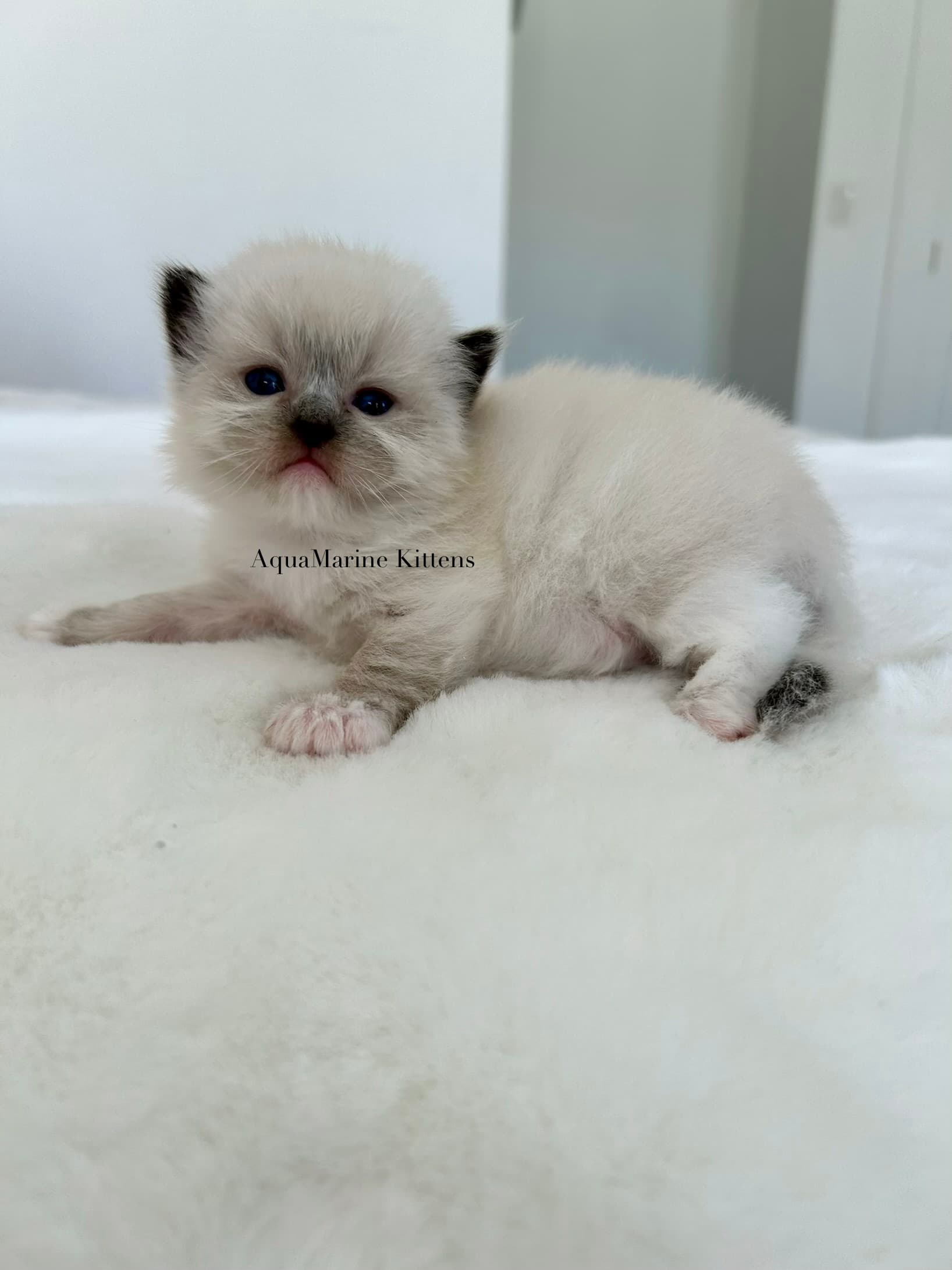Noodle Ragdoll kitten